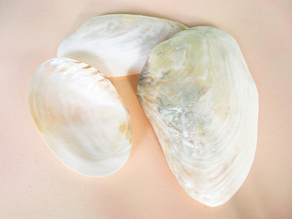 Giant Pearl White Mussel Shell Half